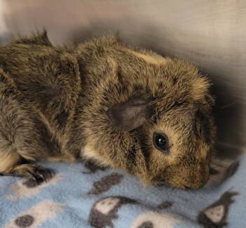 Rescue Guinea Pig Guinea Pigs for Adoption in Sheboygan, Wisconsin - Stitch *bonded With Parsley* | PetCurious